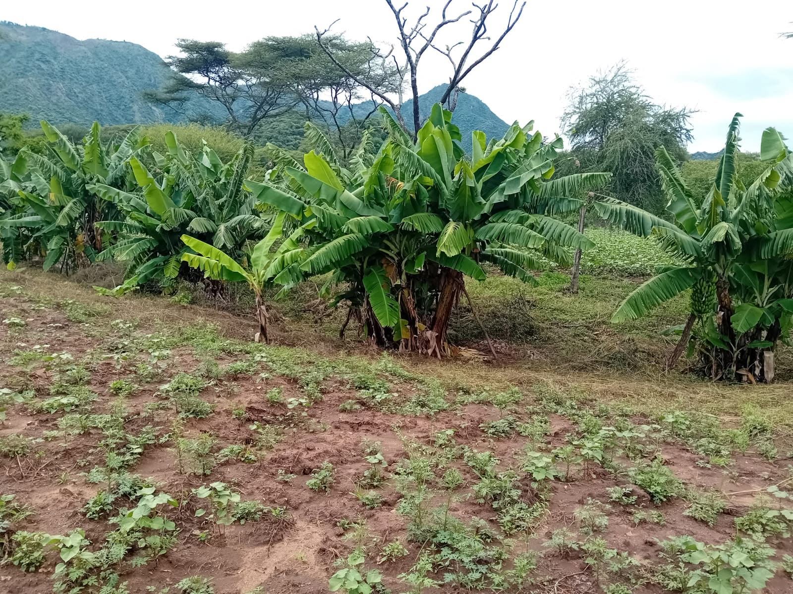 Greengrams, bananas and Cotton in our farm in Chegilet/Kermuk  area.