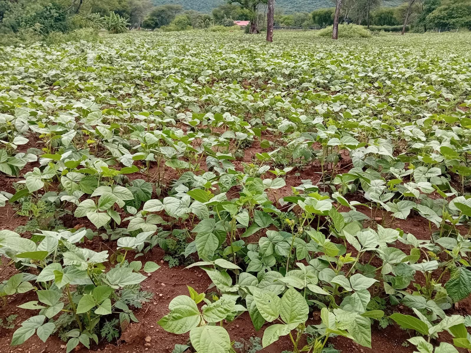 Greengrams, bananas and Cotton in our farm in Chegilet/Kermuk  area.