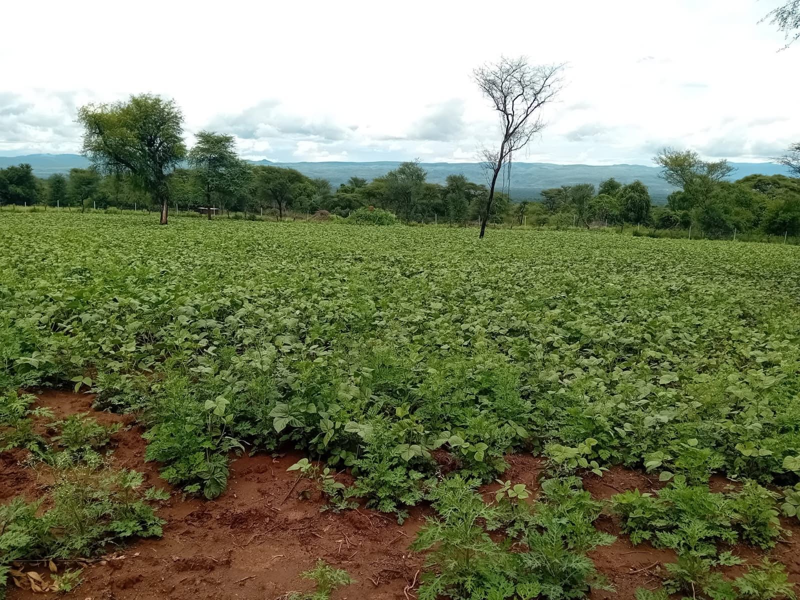 Greengrams, bananas and Cotton in our farm in Chegilet/Kermuk  area.